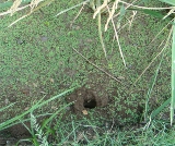 Holes or depressions seen in the field